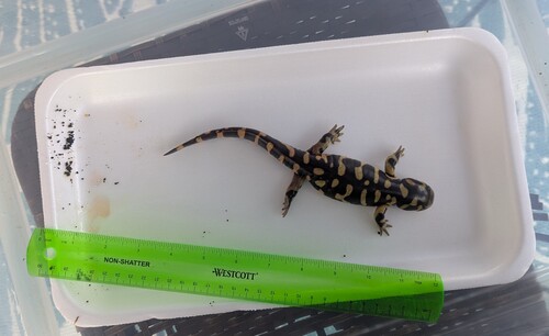 Barred Tiger Salamander observed by mlehew