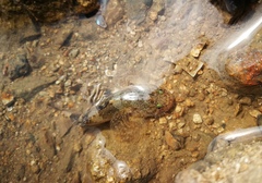 Tridentiger barbatus