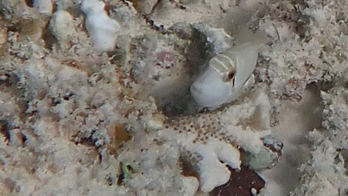 Halfmoon Triggerfish — seen at this dive site