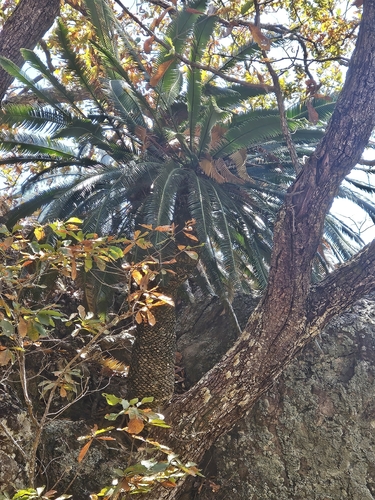 Dioon merolae, photograph 1