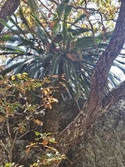 Dioon merolae