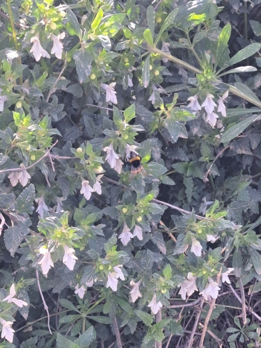 Buff-tailed Bumblebee