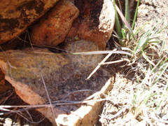 Mammillaria guelzowiana
