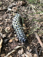 Gonimbrasia belina