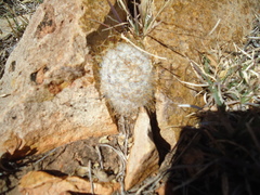 Mammillaria guelzowiana