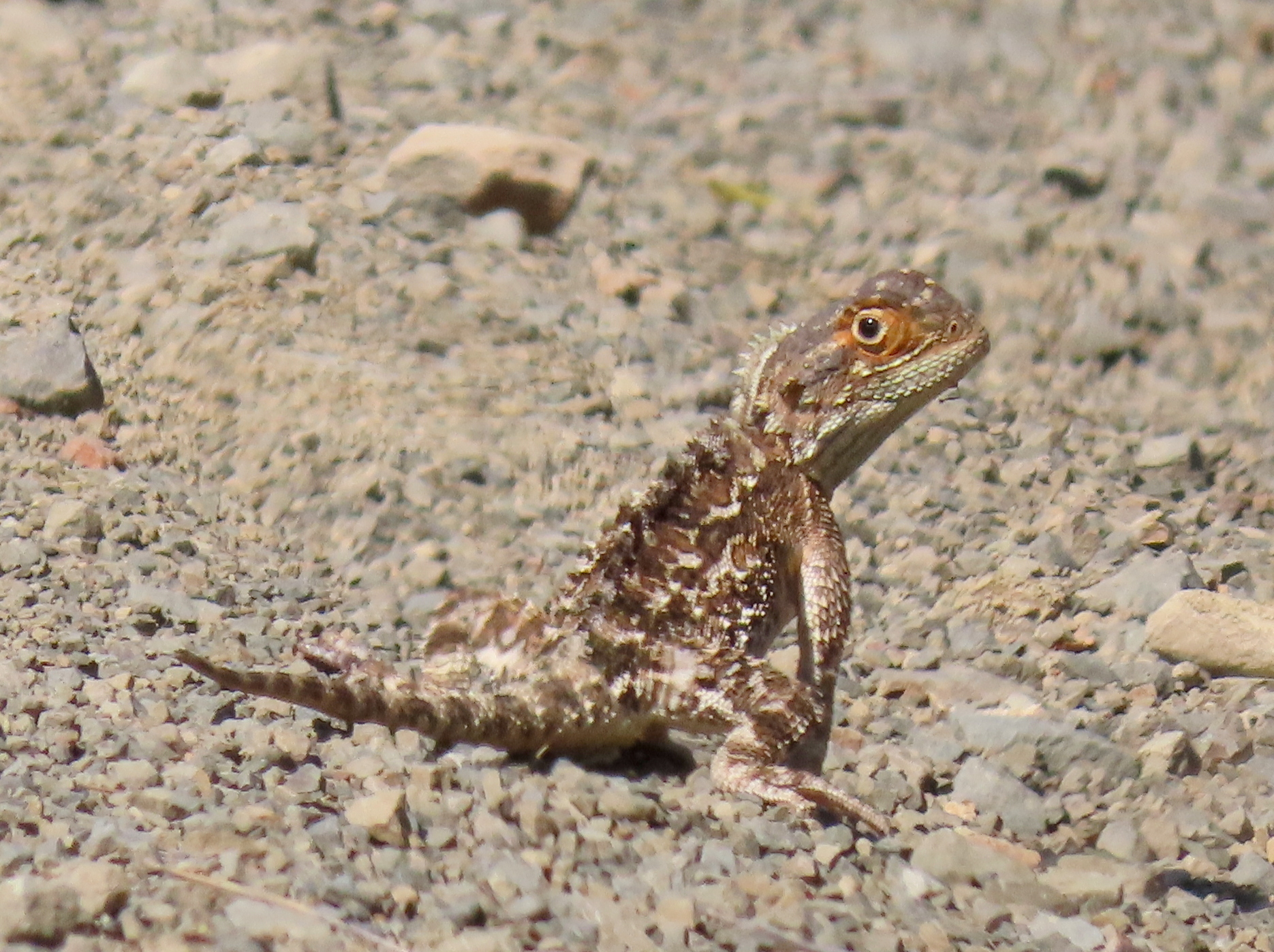 Agama aculeata Merrem, 1820