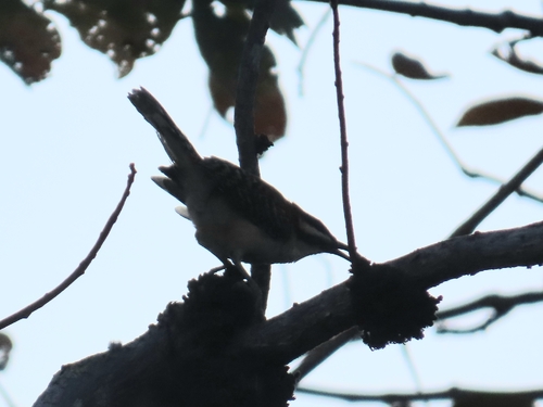 Rufous-backed Wren (Campylorhynchus capistratus), photo 10
