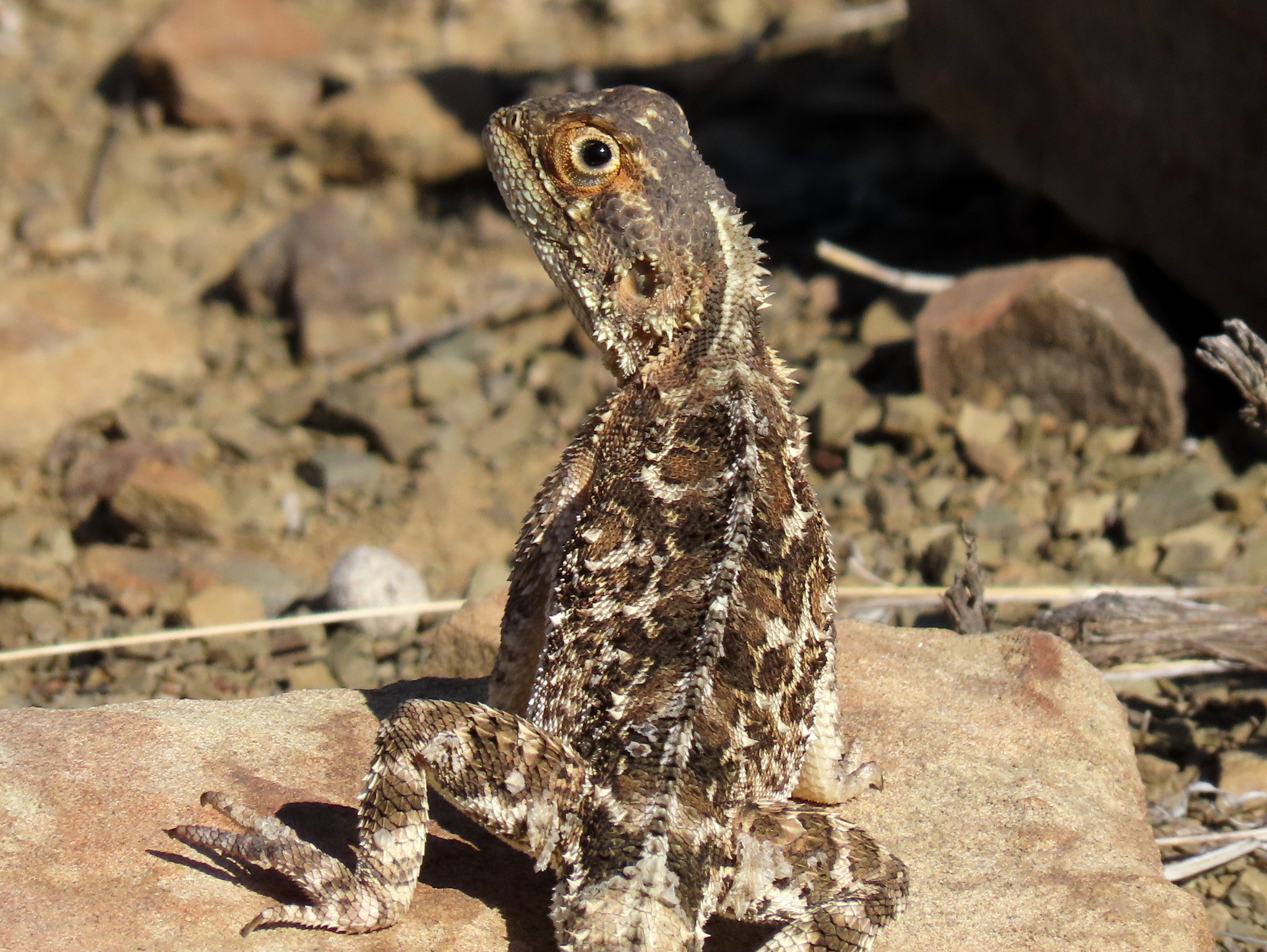 Agama aculeata Merrem, 1820