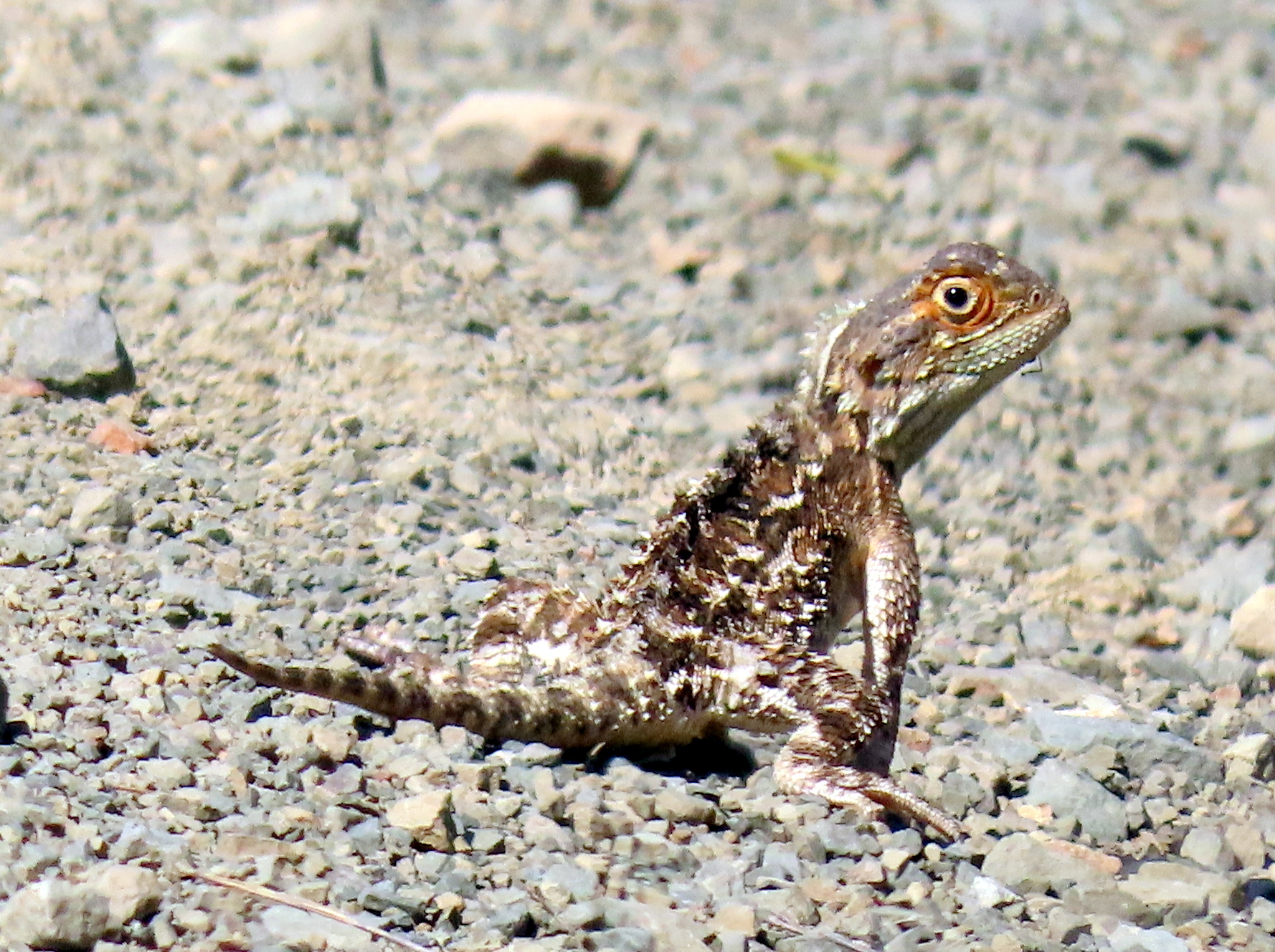Agama aculeata Merrem, 1820
