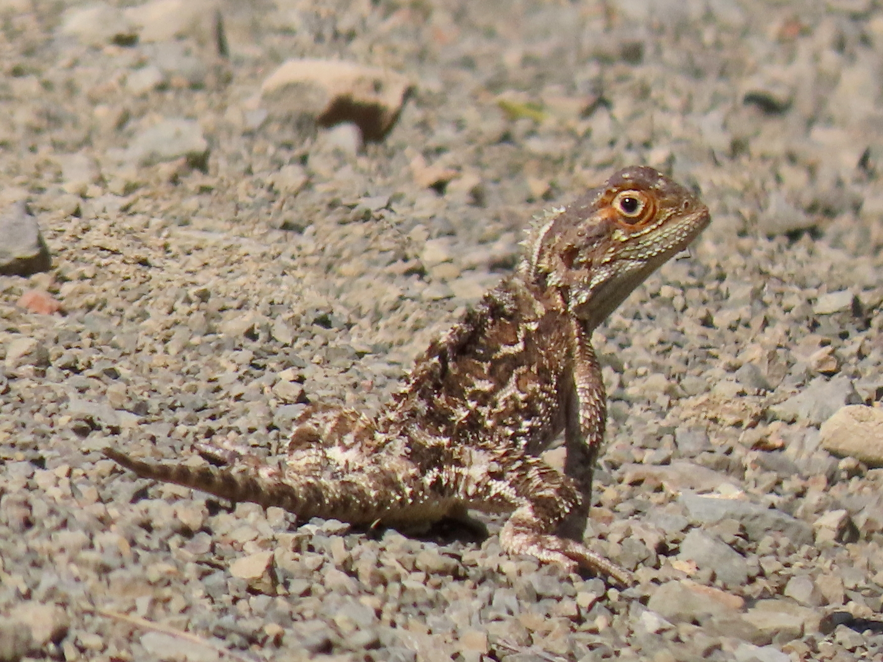 Agama aculeata Merrem, 1820