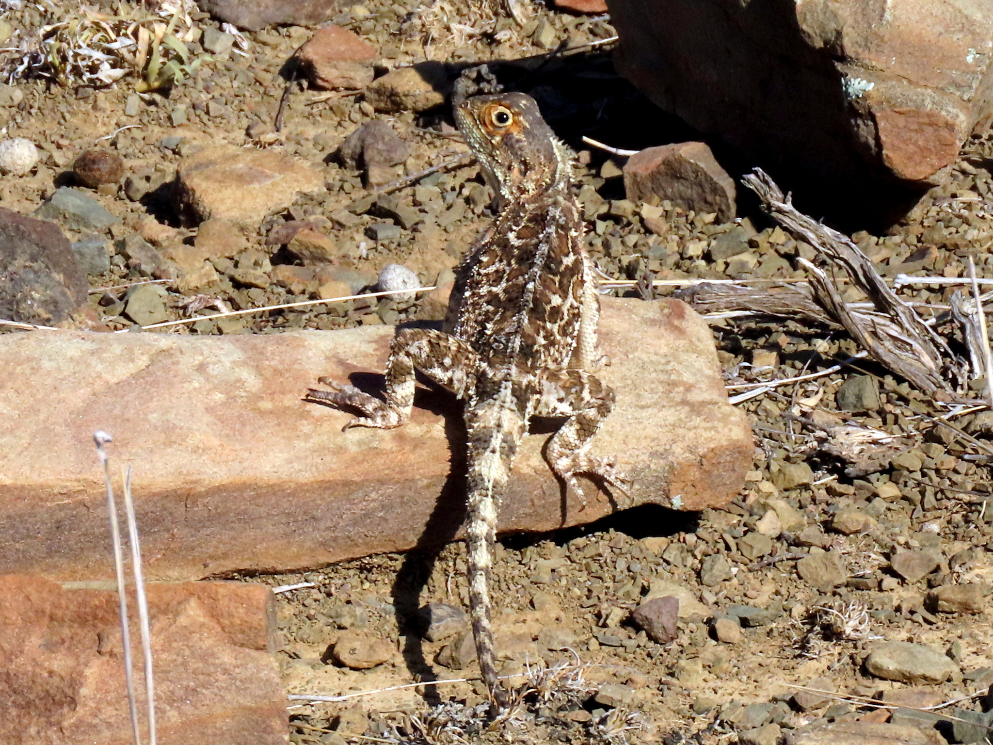Agama aculeata Merrem, 1820