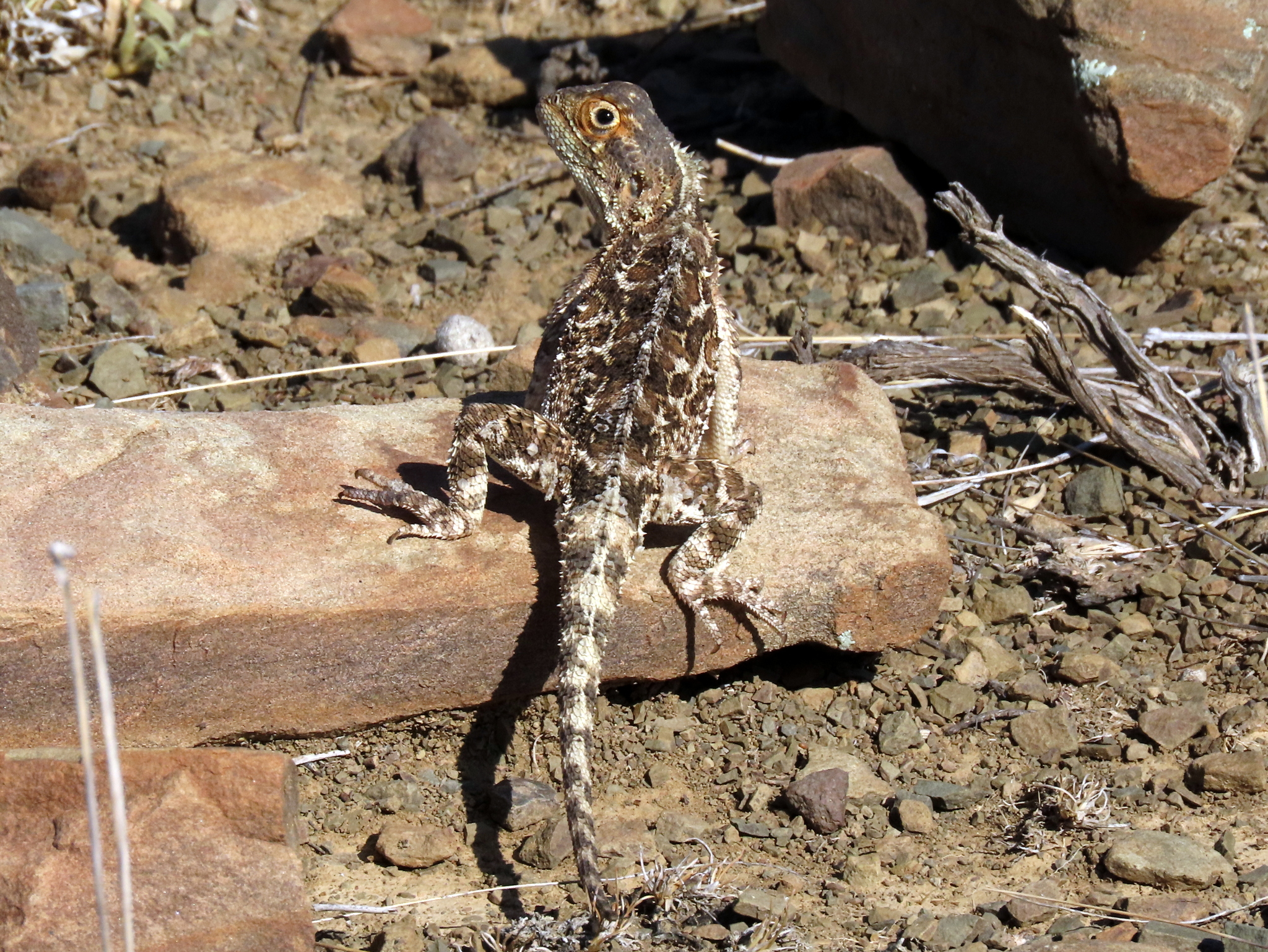 Agama aculeata Merrem, 1820