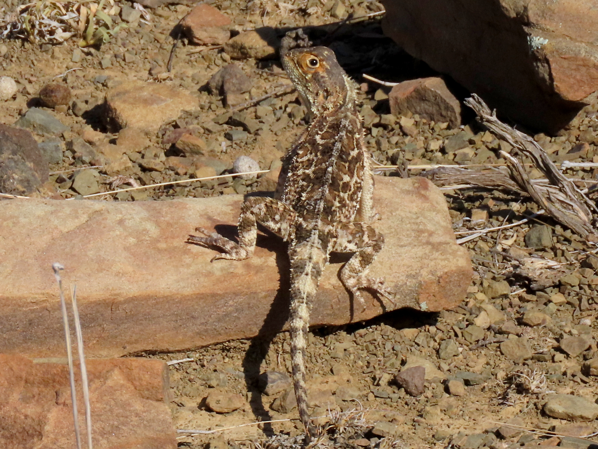 Agama aculeata Merrem, 1820