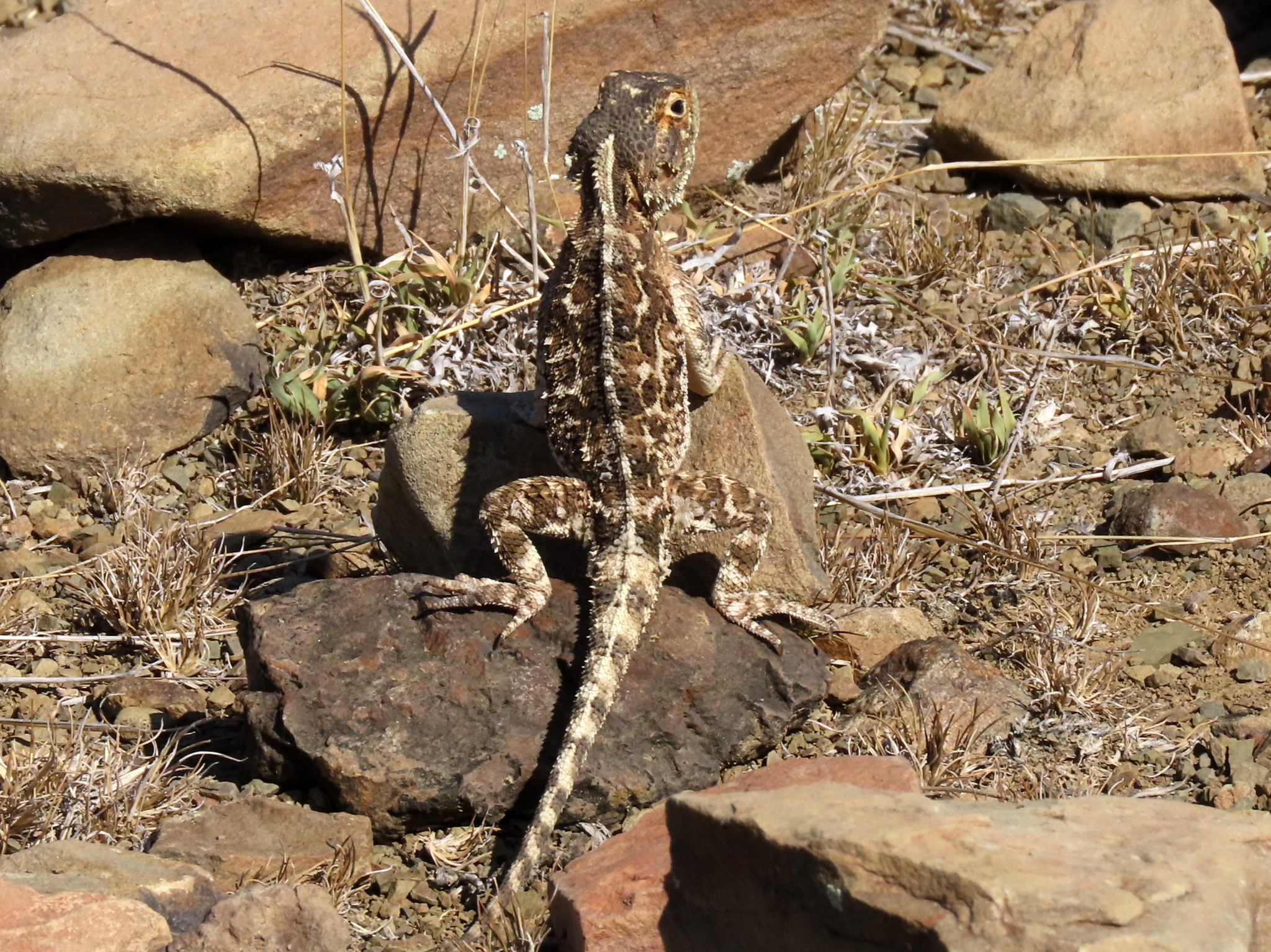 Agama aculeata Merrem, 1820