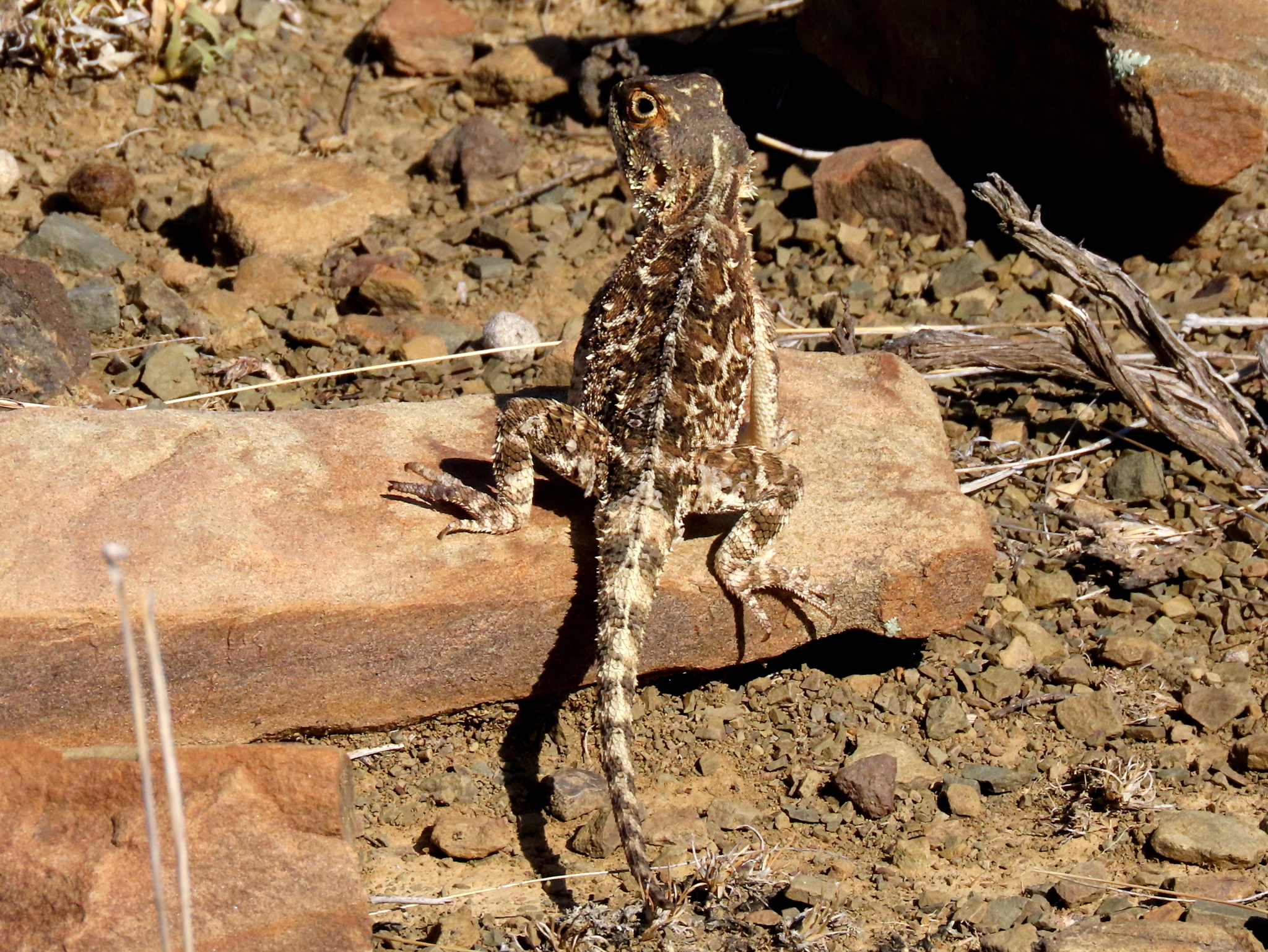 Agama aculeata Merrem, 1820