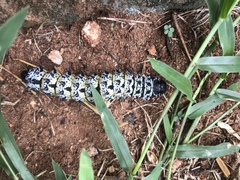 Gonimbrasia belina