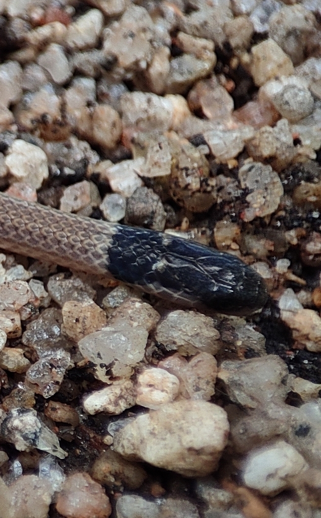 Atractaspididae