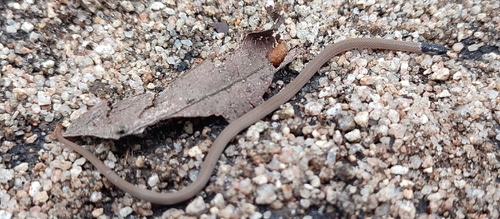 Cape Centipede-Eater