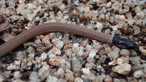 Cape Centipede-Eater