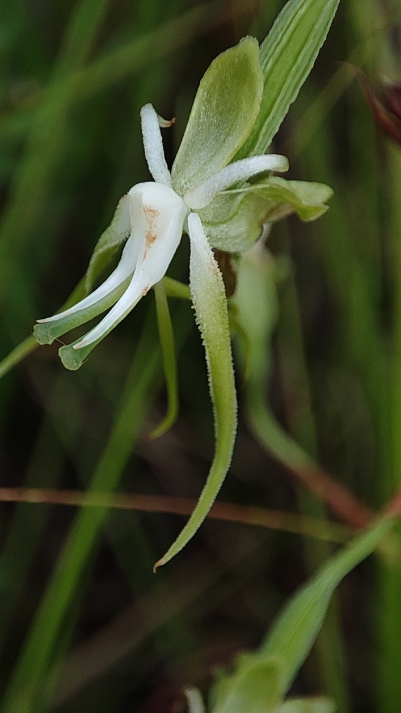 Habenaria schimperiana