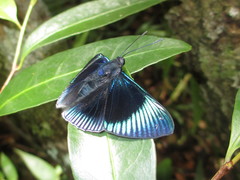 Lyropteryx apollonia