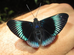 Lyropteryx apollonia