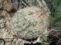 Echinomastus durangensis