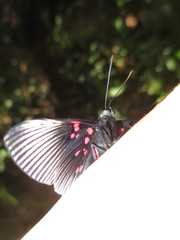 Lyropteryx apollonia