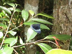 Lyropteryx apollonia