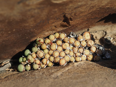 Conophytum truncatum