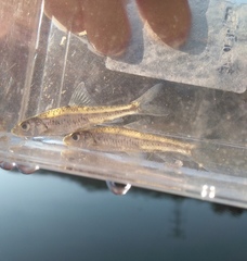 Squalidus argentatus