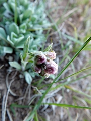Antennaria rosea