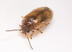 Contacyphon laevipennis