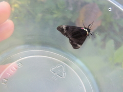 Dysschema leucophaea