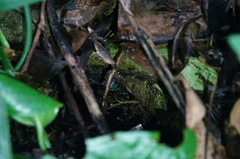 Dendrophidion vinitor