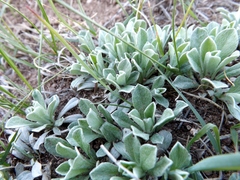 Antennaria rosea