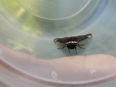 Dysschema leucophaea