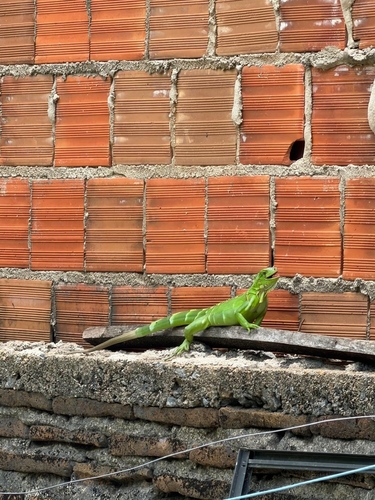 Green Iguana
