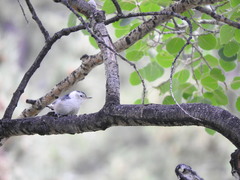Sitta carolinensis nelsoni