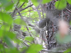 Sitta carolinensis tenuissima