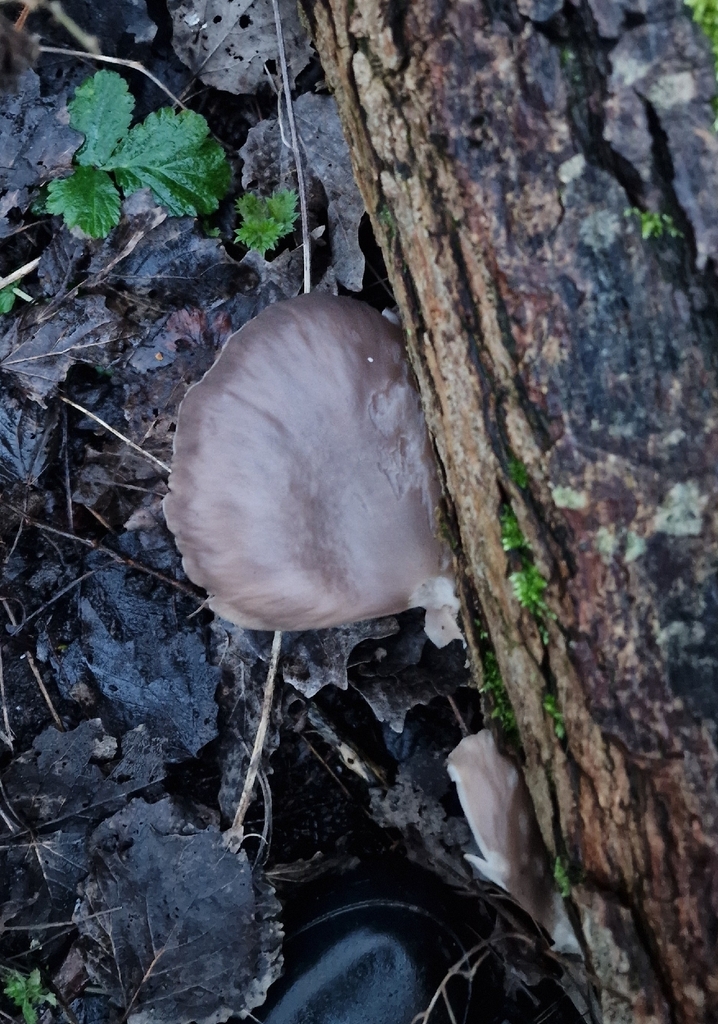 Pleurotus ostreatus · February 2026 · photo: © fungiary (iNaturalist, cc0)
