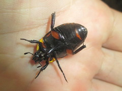 Macraspis cincta