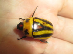 Macraspis cincta