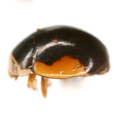 Hyperaspis schaefferi