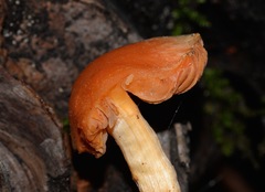 Pyrrhulomyces astragalinus