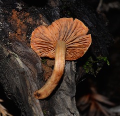 Pyrrhulomyces astragalinus