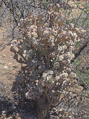 Crassula arborescens arborescens
