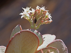 Crassula arborescens arborescens