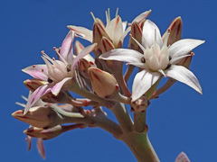 Crassula arborescens arborescens