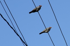 Patagioenas squamosa